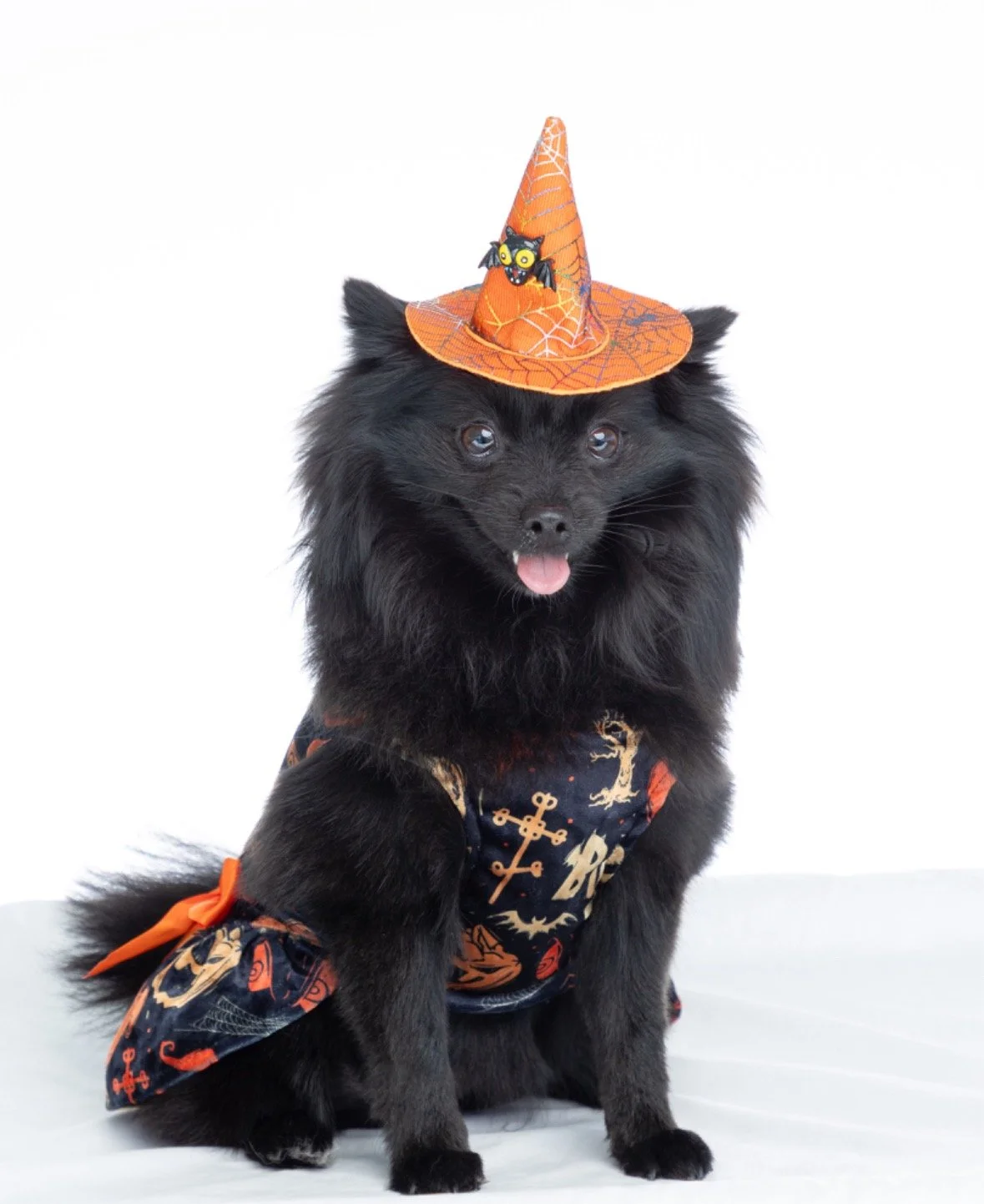 Events — Oh My Dog! Boutique Hotel & Spa